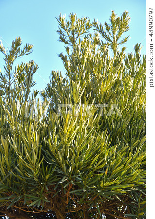 樹：Rakumaki Affilaceae 48990792