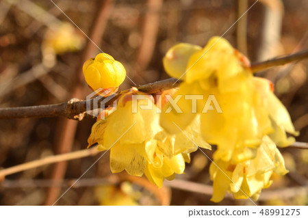 樹：Soshin Lobai Lobai 48991275