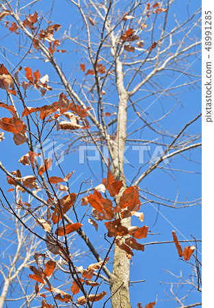 Tree: Family Beech family 48991285