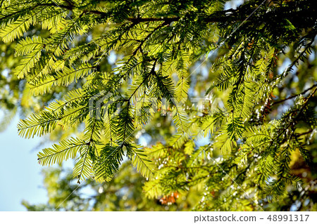 Tree: Japanese cypress family 48991317
