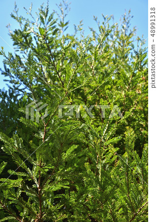 Tree: Japanese cypress family 48991318