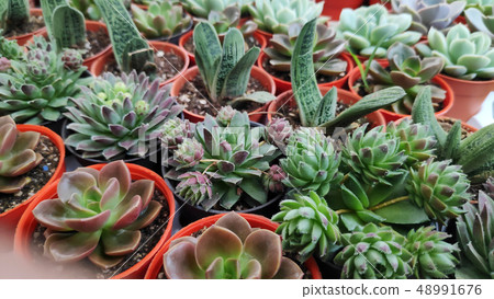 Diversity of cactus and succulents 48991676