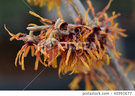 Witch Hazel Diane Witch Hazel Diane 48991677
