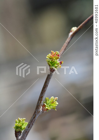Hawthorn Pauls Scarlet Hawthorn Pauls Scarlet 48991681