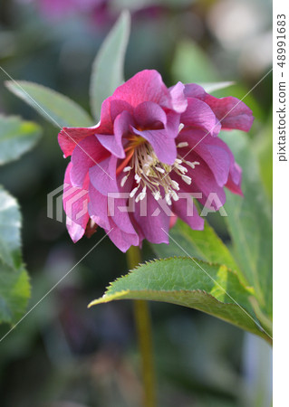 Double Ellen Red Lenten rose 48991683