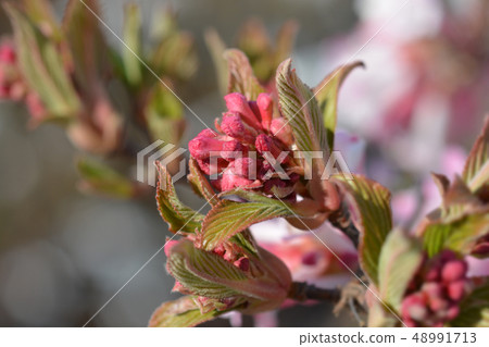 Arrowwood Charles Lamont Arrowwood Charles Lamont 48991713