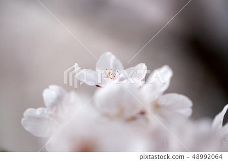 Cherry blossoms, spring flowers, flowers Cherry blossoms, spring flowers, flowers 48992064