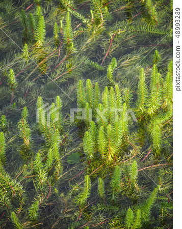 杉尋常 杉尋常 48993289