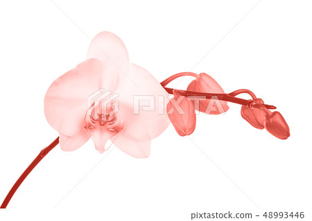 Blooming twig of orchid. 48993446