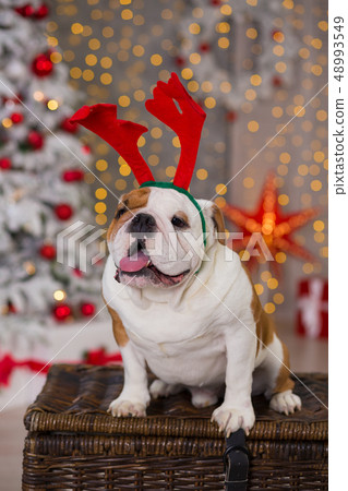 dog breed English bulldog under the Christmas new dog breed English bulldog under the Christmas new 48993549