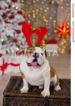 dog breed English bulldog under the Christmas new dog breed English bulldog under the Christmas new 48993550