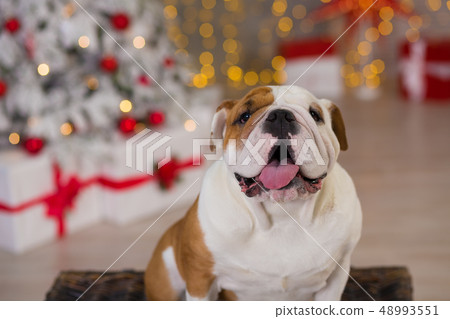 dog breed English bulldog under the Christmas new 48993551