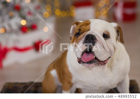 dog breed English bulldog under the Christmas new dog breed English bulldog under the Christmas new 48993552