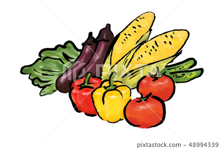 Summer vegetables vegetables illustration Summer vegetables vegetables illustration 48994339