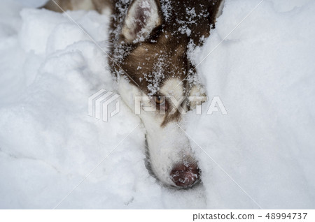 Dog face under the snow.  48994737
