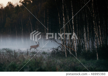 Red deer with antlers in foggy woodland, Belarus. 48995360