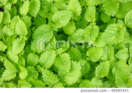 Closeup photo of fresh green melissa, lemon balm, leaves 48995441