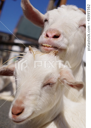 Parent and child of goats Parent and child of goats 48995562