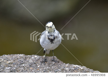 Hakusekirei 48995908