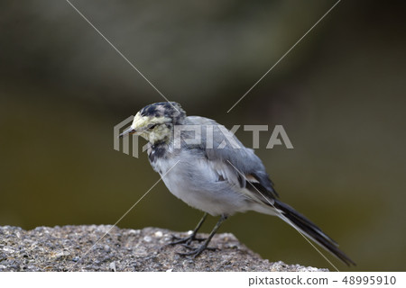 Hakusekirei 48995910