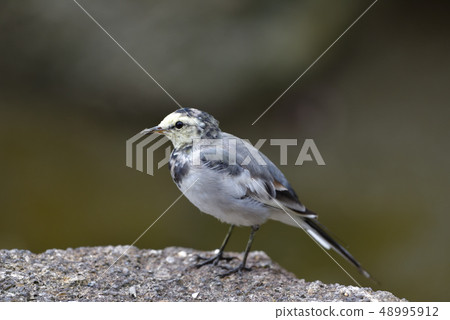 Hakusekirei 48995912