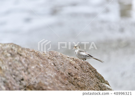 Hakusekirei 48996321