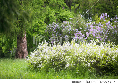 Garden composition of spirea and lilac 48996517