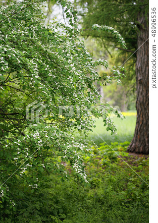 Spring bush white blooming spirea Spring bush white blooming spirea 48996536