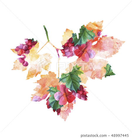 Wine making vine watercolor drawing in the shape of a leaf, isolated on white, with clipping path 48997445