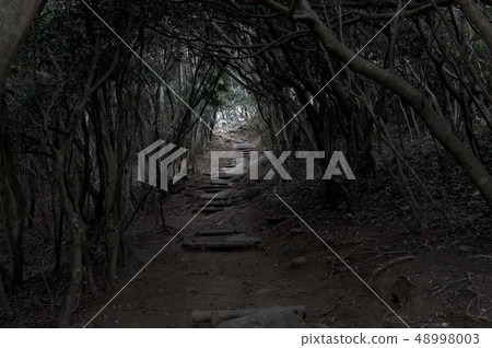 To escape from the forest / to those who shoot light 48998003