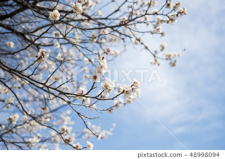 Cherry Blossoms	 48998094