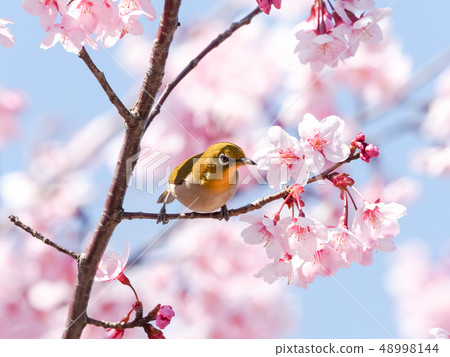 Spring image 48998144