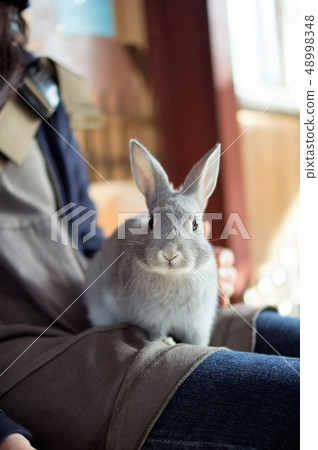 Rabbit Rabbit 48998348