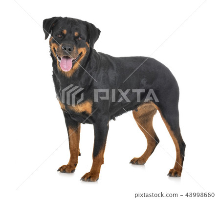 rottweiler in studio 48998660