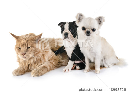maine coon cat and little dogs maine coon cat and little dogs 48998726