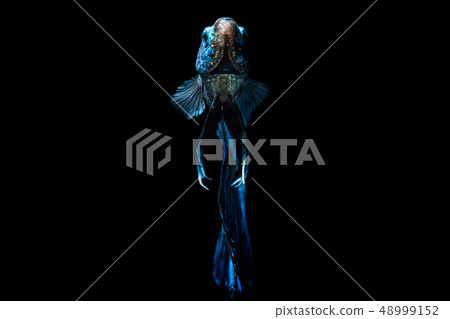 Blue fighting fish on black background Blue fighting fish on black background 48999152