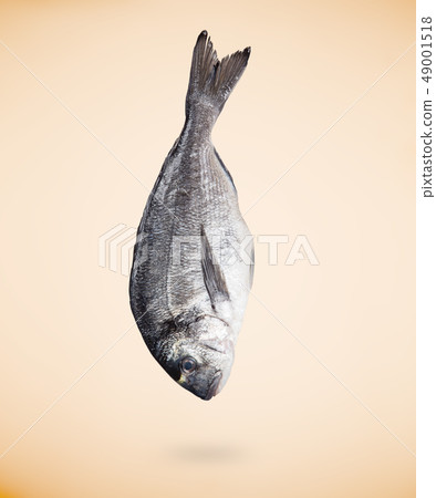 Sea bream (Sparus aurata) fish on beige background. Sea bream (Sparus aurata) fish on beige background. 49001518