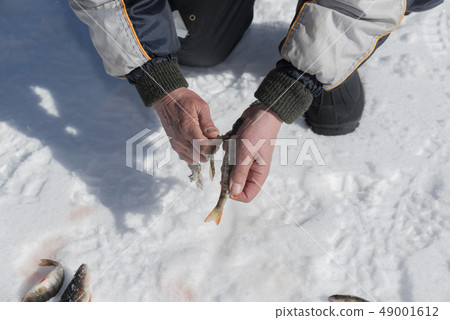 Fisherman removing the skin of a perch Fisherman removing the skin of a perch 49001612