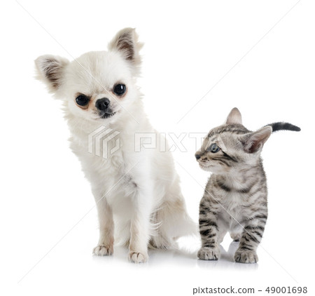 bengal kitten and chihuahua bengal kitten and chihuahua 49001698