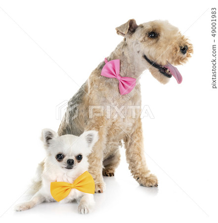 lakeland terrier and chihuahua lakeland terrier and chihuahua 49001983