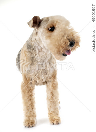 lakeland terrier in studio 49001997