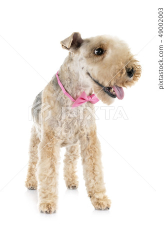 lakeland terrier in studio lakeland terrier in studio 49002003
