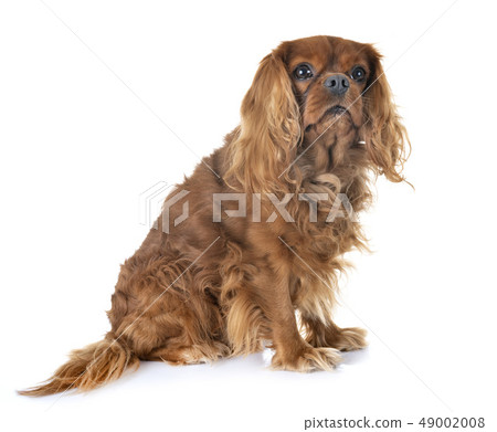 cavalier king charles 49002008
