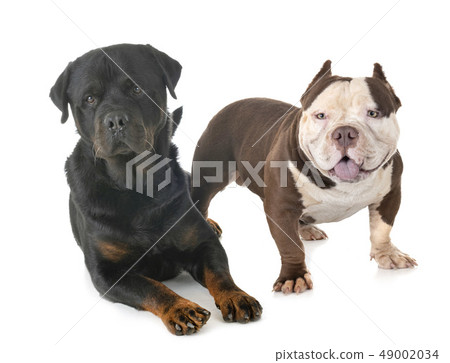 american bully and rottweiler 49002034