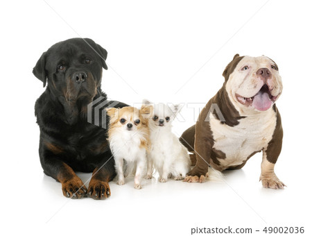 dogs in studio 49002036