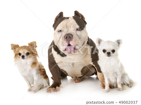 american bully and chihuahuas 49002037