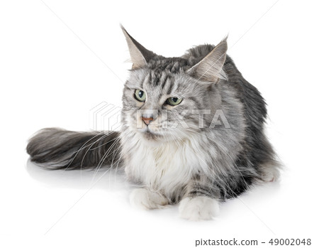 maine coon cat 49002048