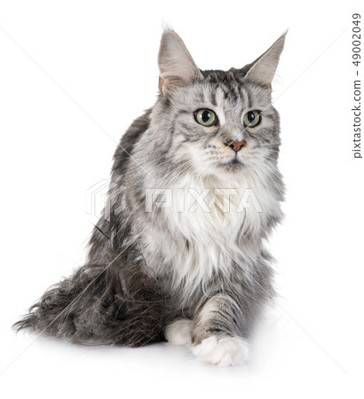 maine coon cat maine coon cat 49002049