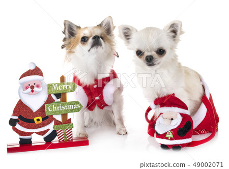 chihuahua in studio 49002071