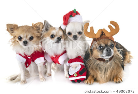 chihuahua in studio 49002072